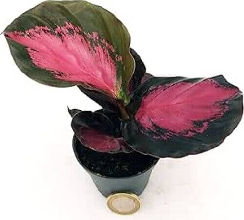 Calathea rosepicta