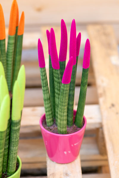 Sansevieria cilindrica