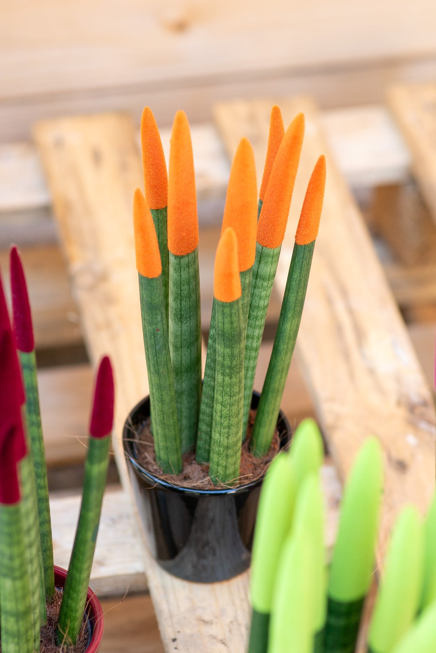 Sansevieria cilindrica