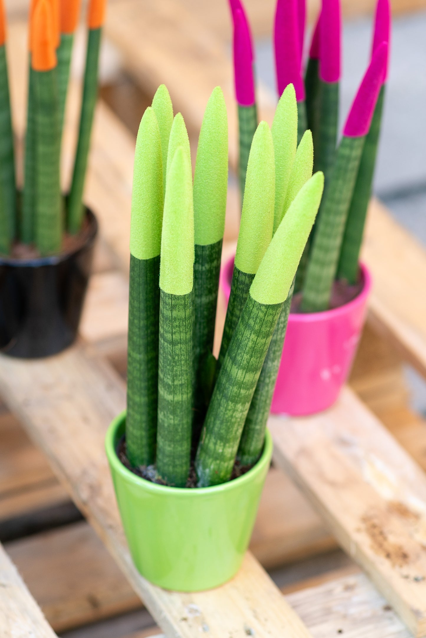 Sansevieria cilindrica