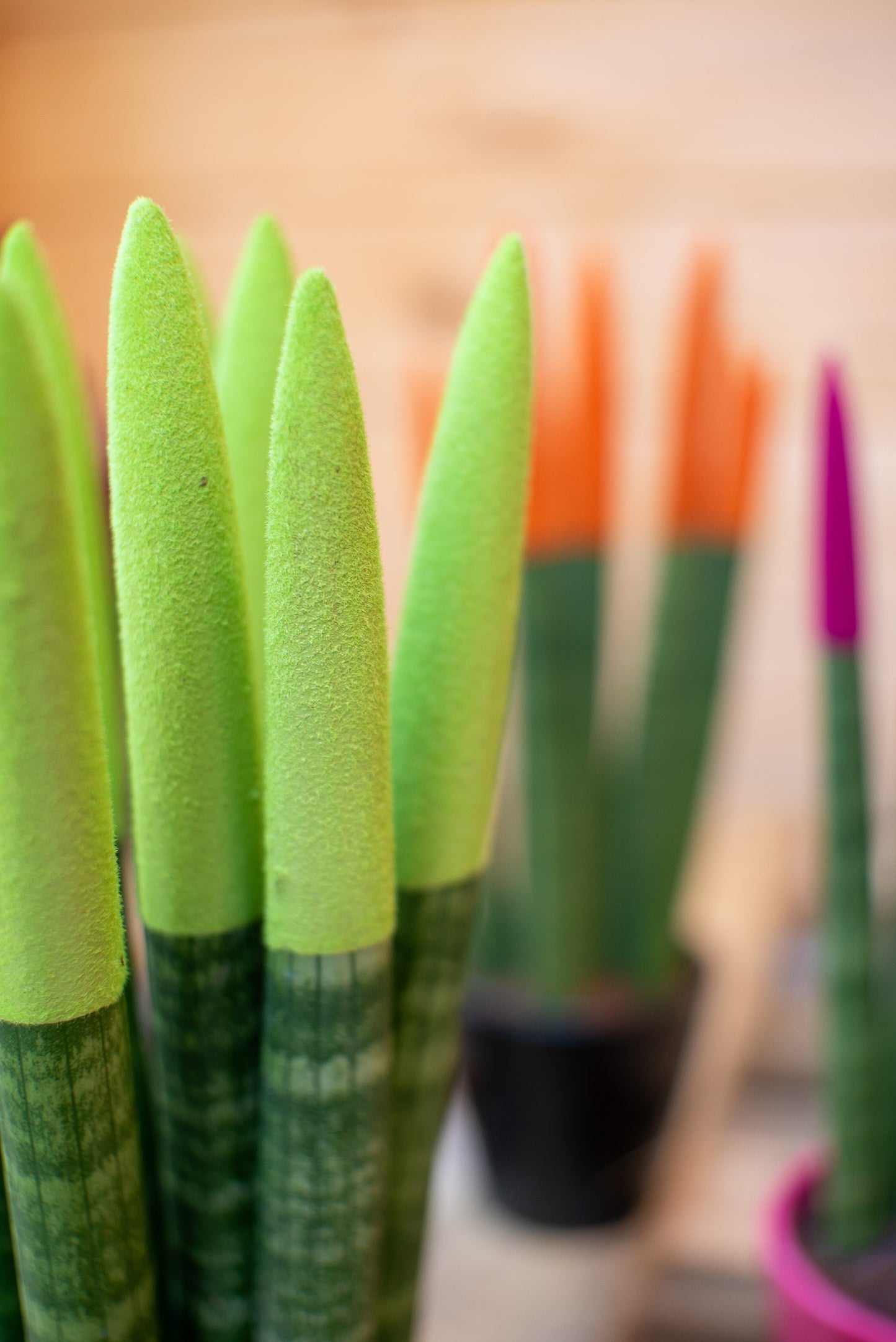 Sansevieria cilindrica