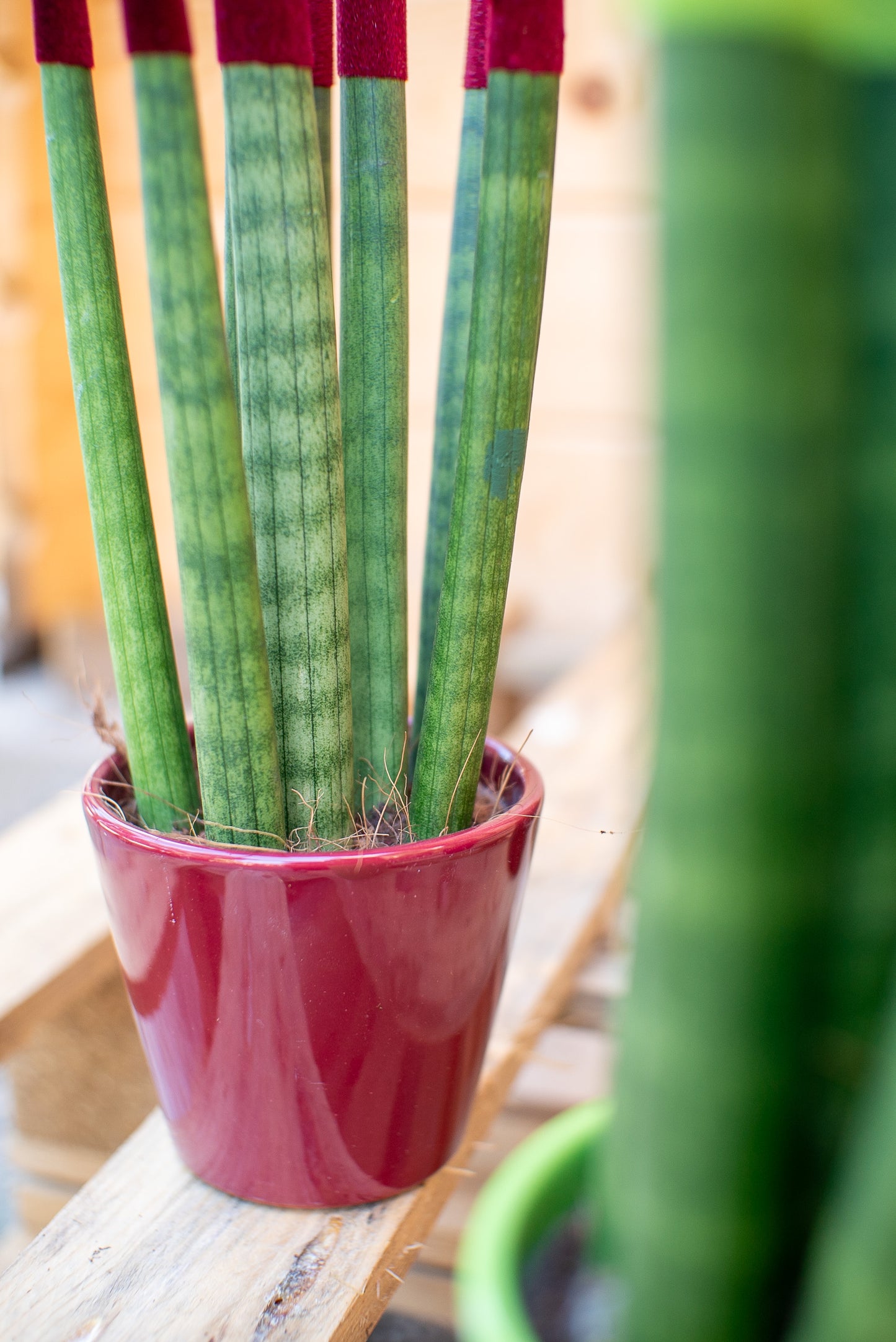 Sansevieria cilindrica