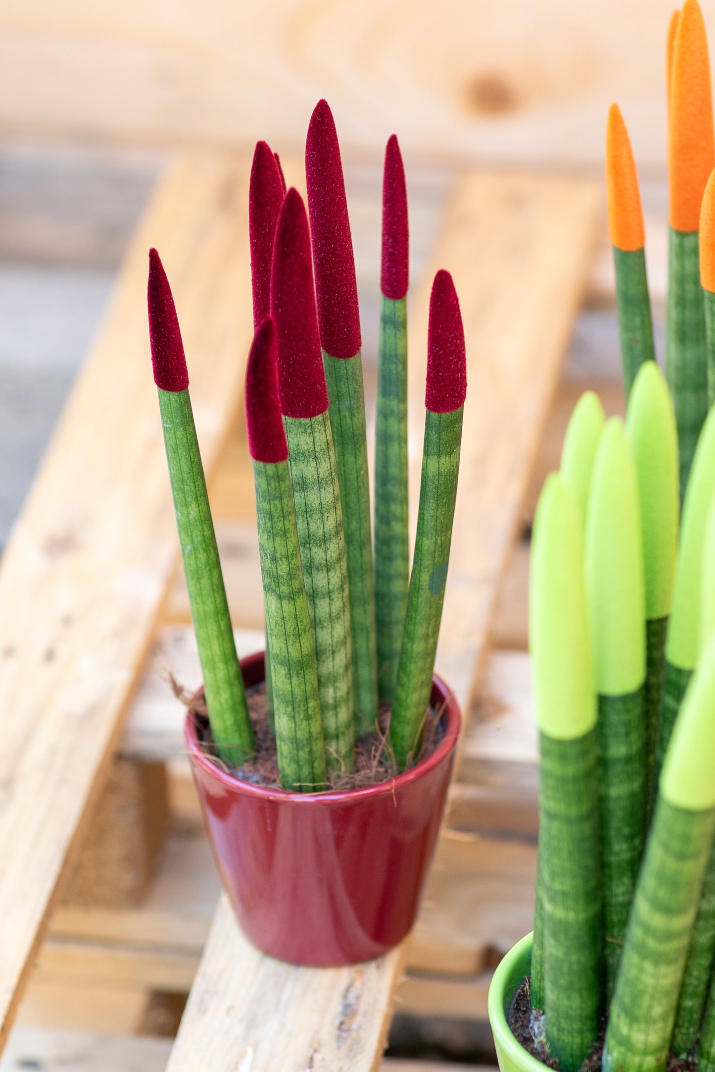 Sansevieria cilindrica