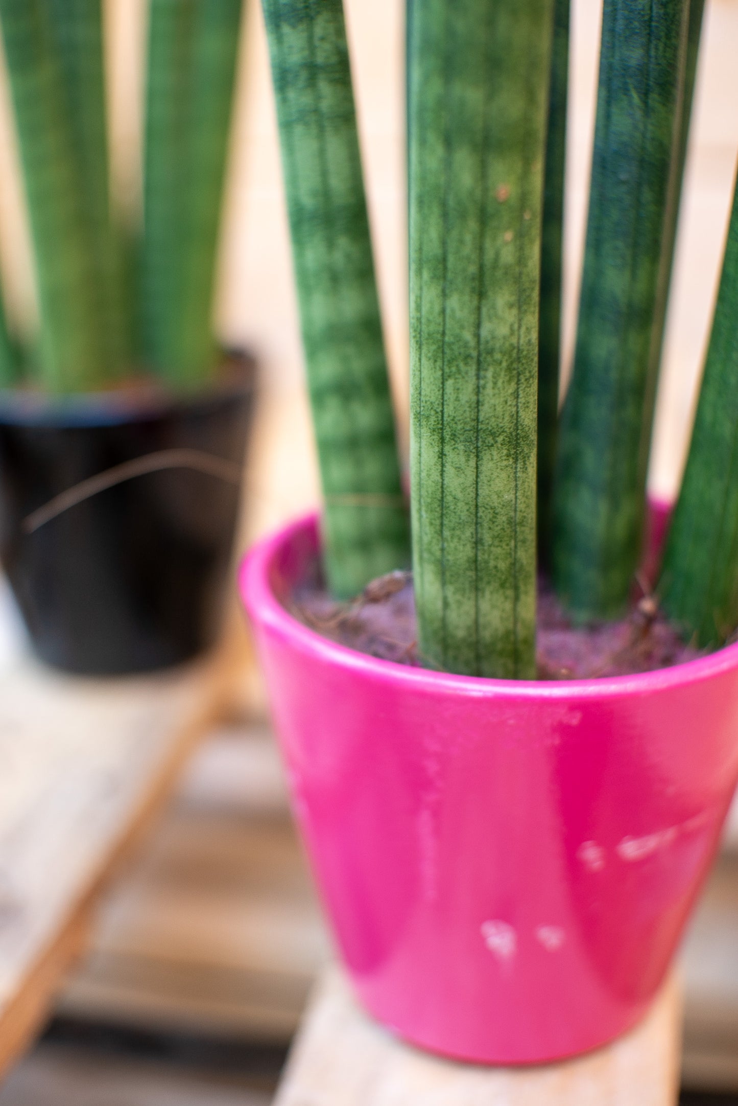 Sansevieria cilindrica