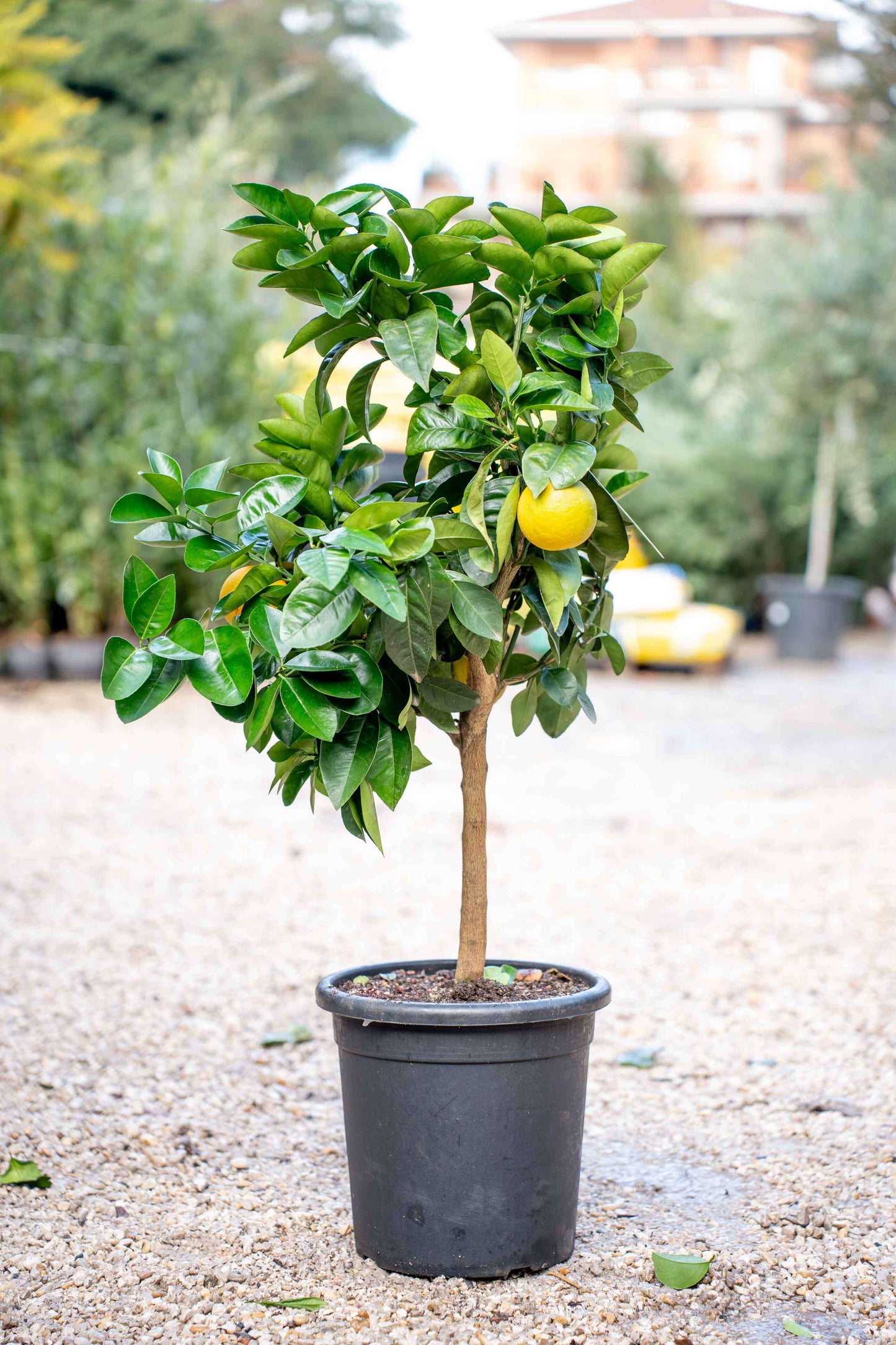 Arancio Dolce (Sinensis) Alberello - Agrume Da Vaso