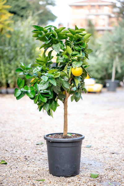 Arancio Dolce (Sinensis) Alberello - Agrume Da Vaso