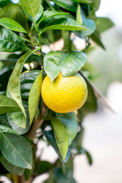 Arancio Dolce (Sinensis) Alberello - Agrume Da Vaso
