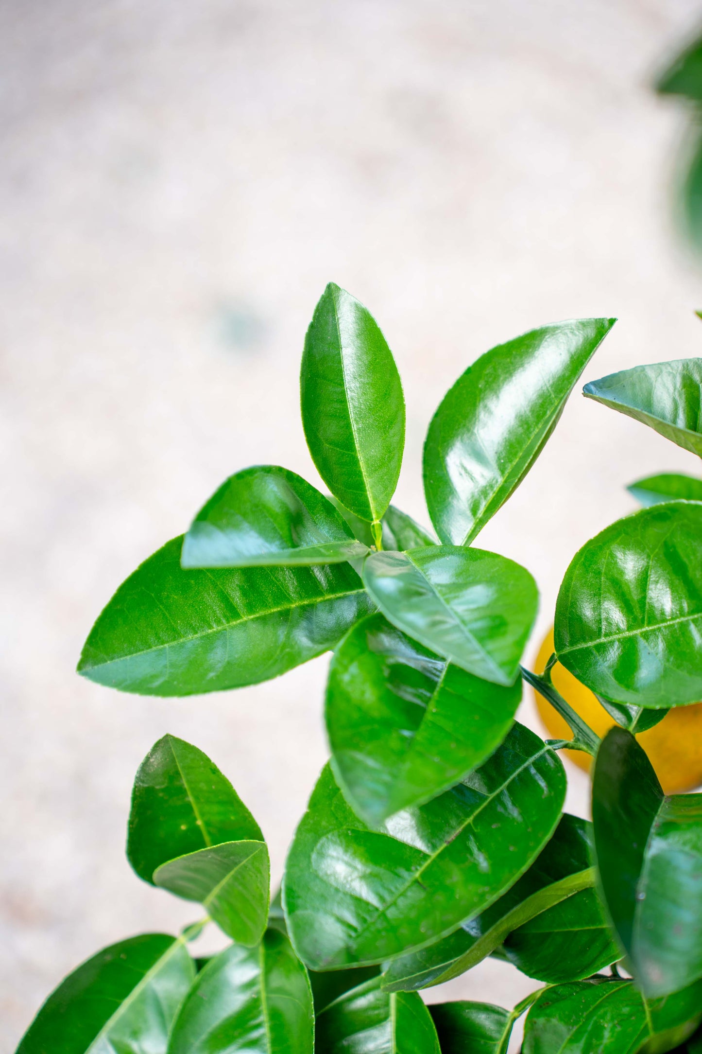 Arancio Dolce (Sinensis) Alberello - Agrume Da Vaso