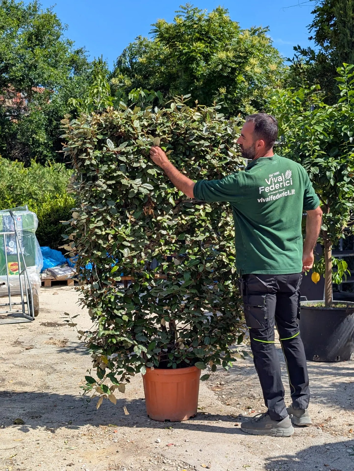 Eleagno a spalliera