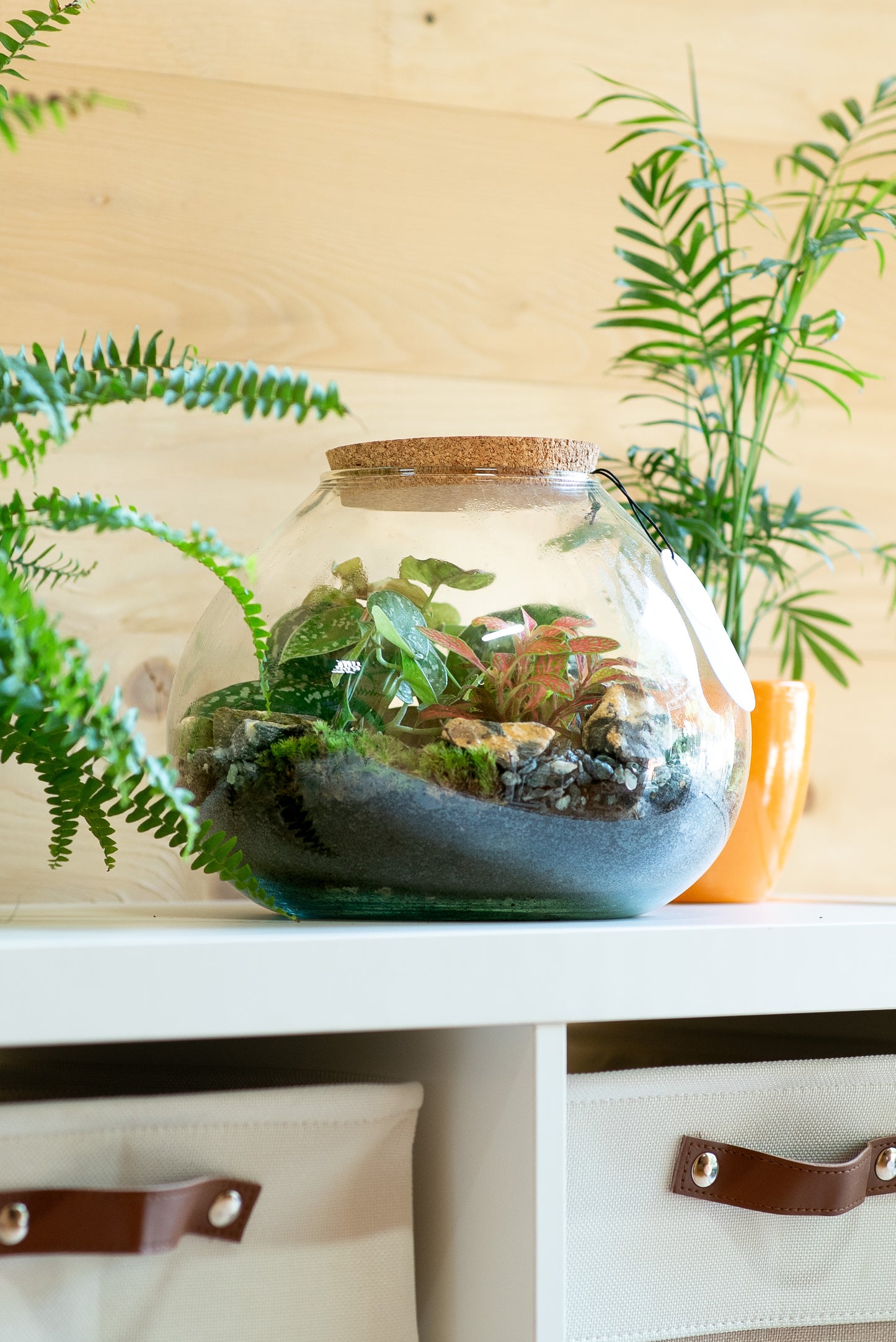 Terrarium ampolla