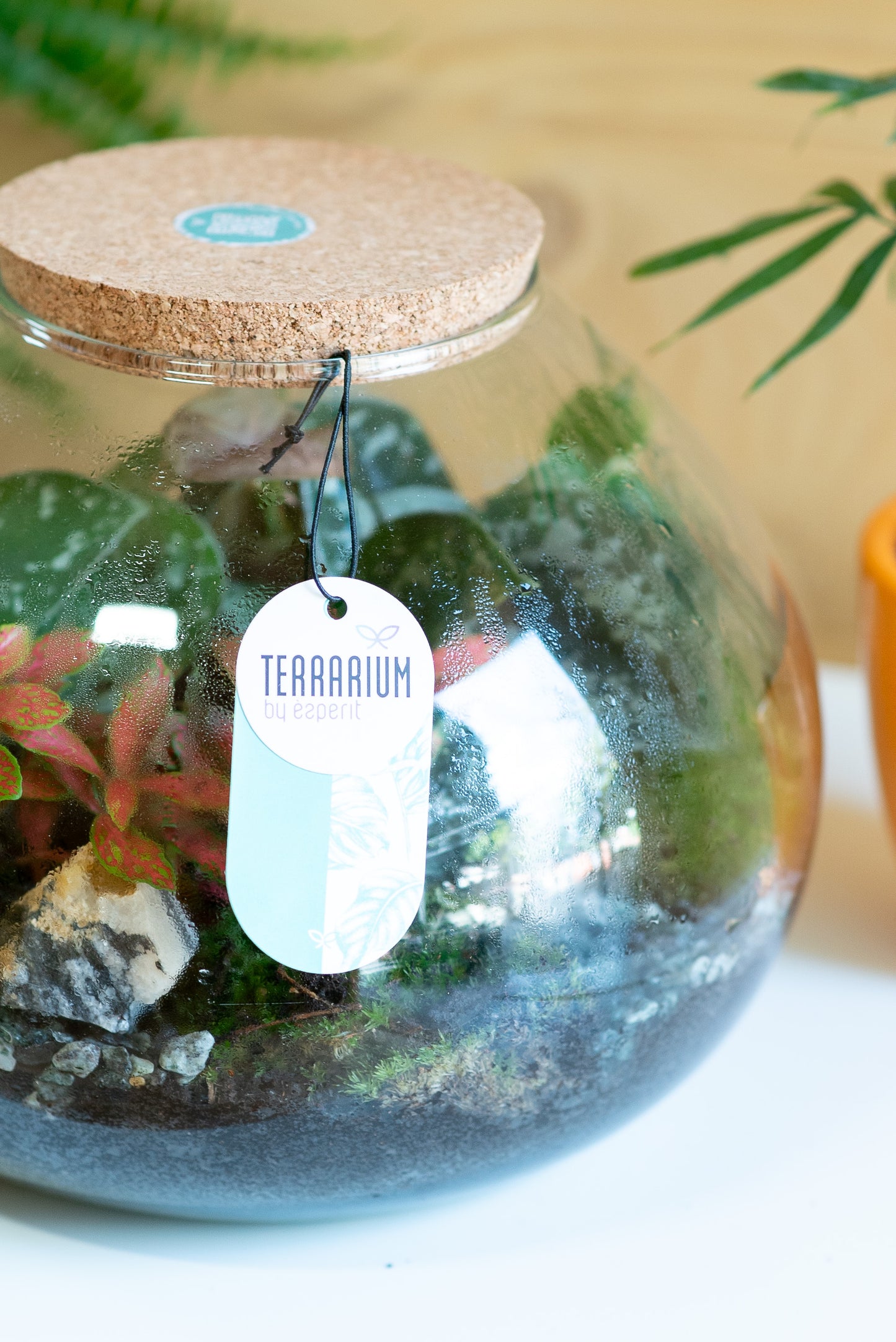 Terrarium ampolla