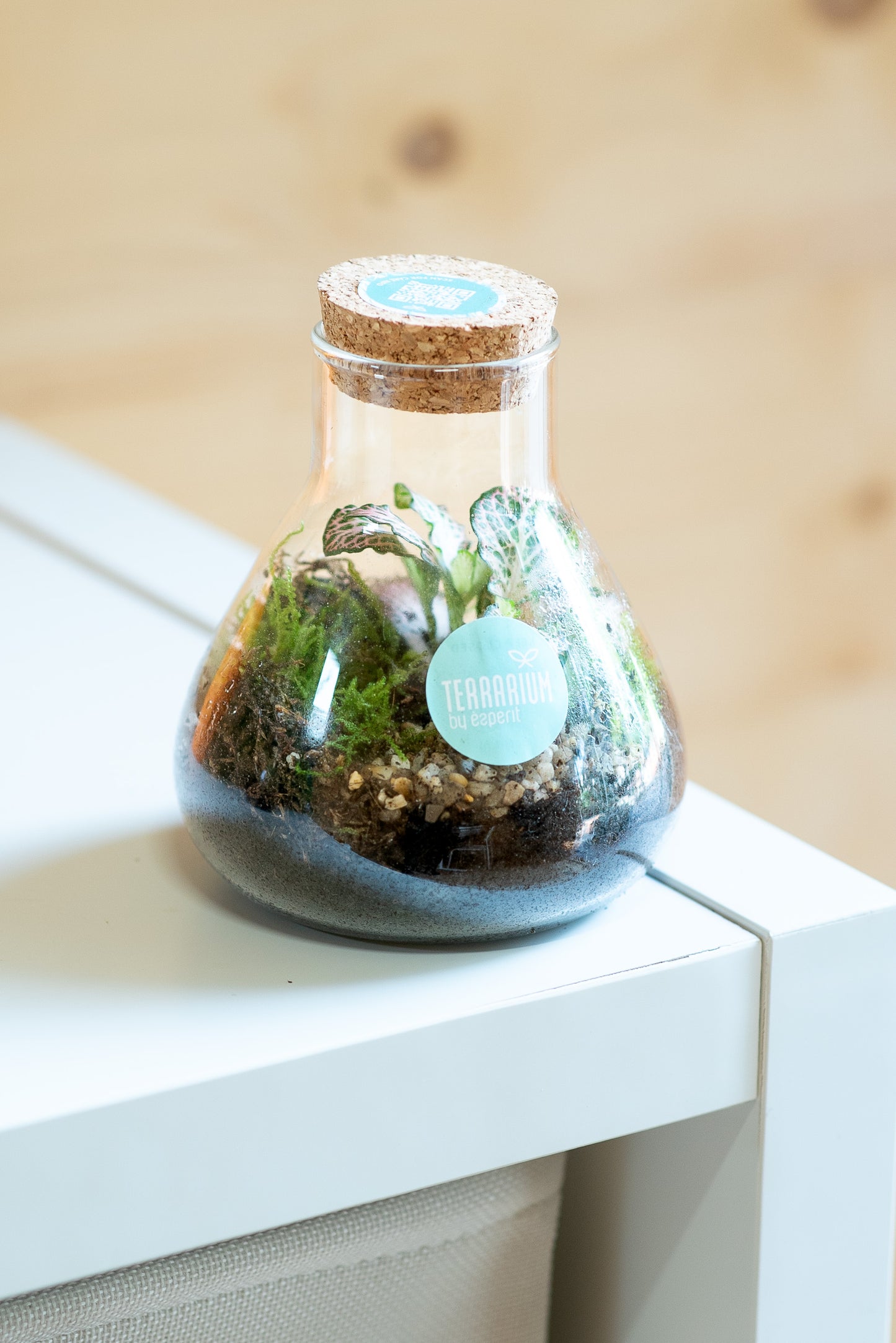 Terrarium mini