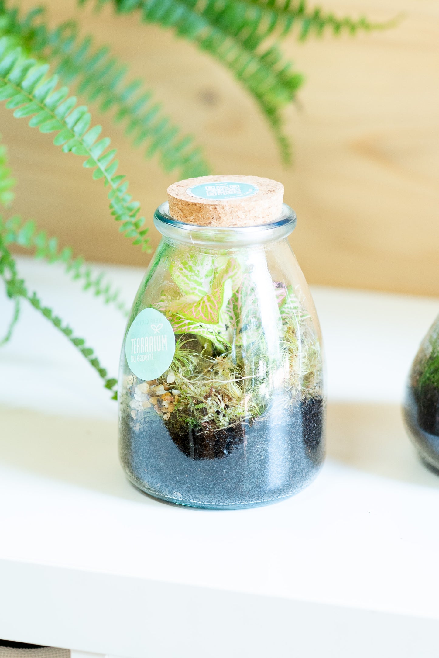 Terrarium mini