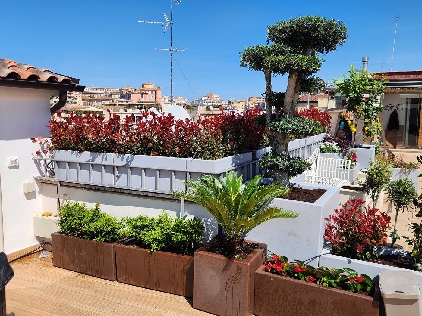 Allestimento verde di un terrazzo a Roma