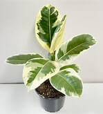 Ficus tineke