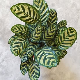 Calathea makoiana