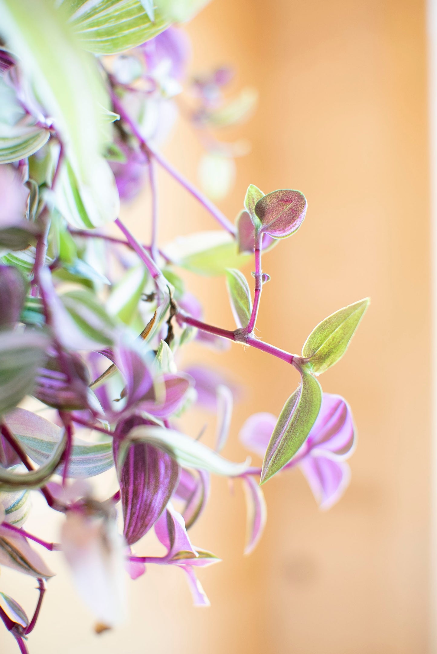 Tradescantia Quadricolor