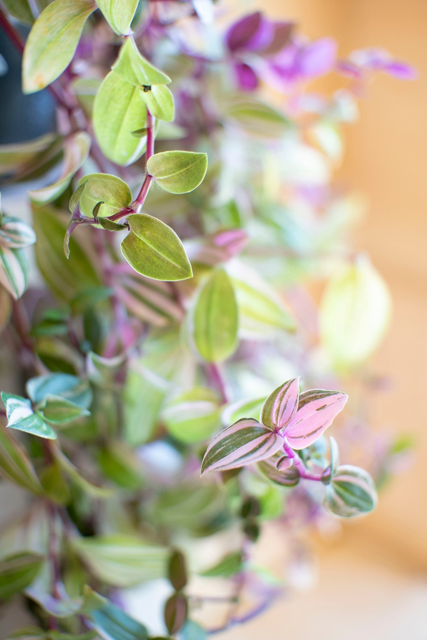 Tradescantia Quadricolor