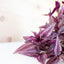 Tradescantia Zebrina Purpusii
