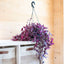 Tradescantia Zebrina Purpusii