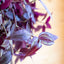Tradescantia Zebrina Purpusii