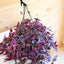 Tradescantia Zebrina Purpusii