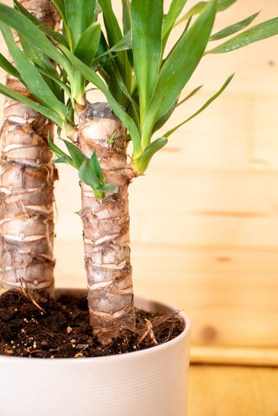 Yucca (Tronchetto della Felicità)